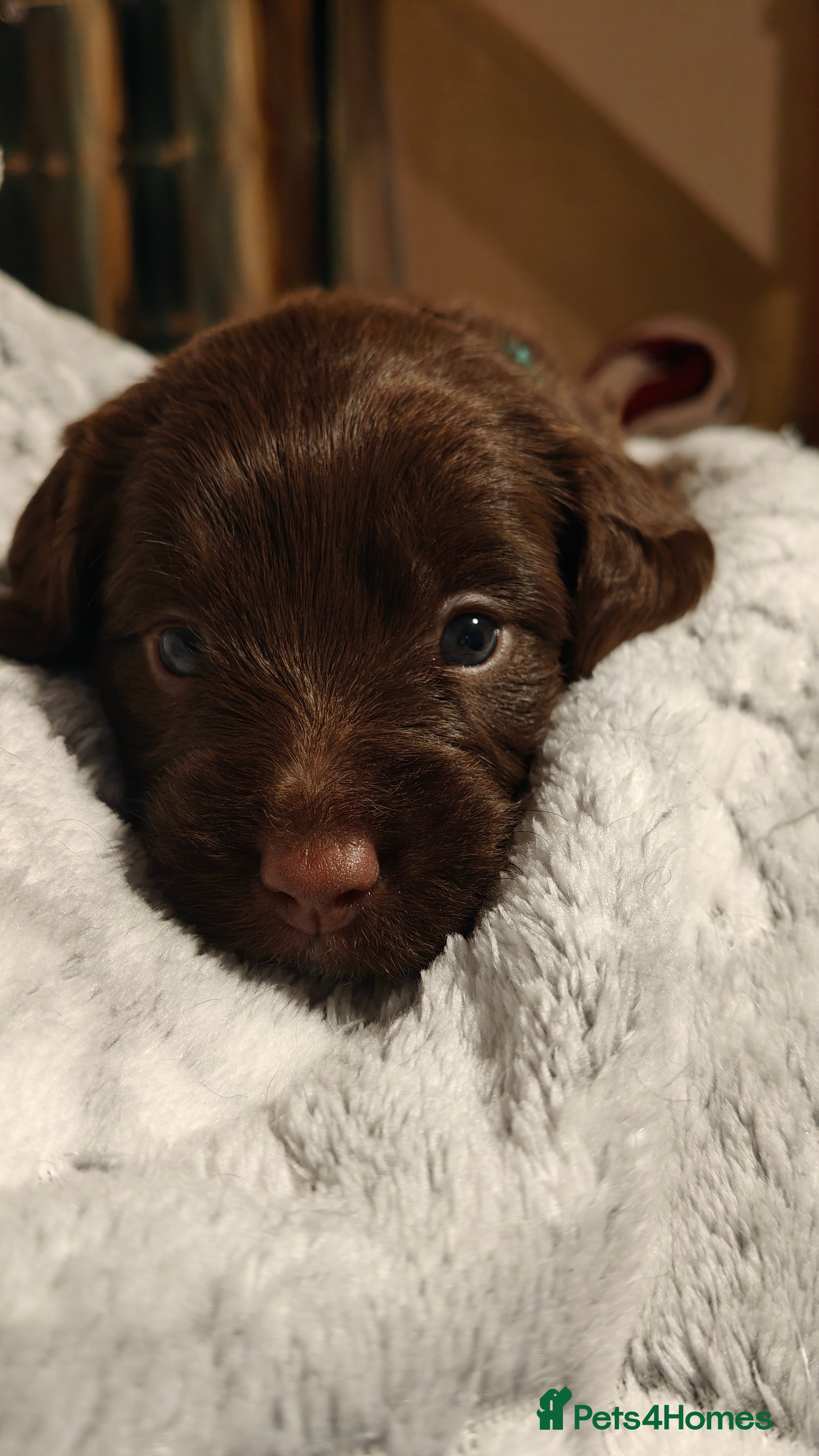 Mixed Breed dogs ✨Genetics Clear Australian Labradoodles✨ - Advert 1