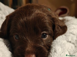 Mixed Breed dogs ✨Genetics Clear Australian Labradoodles✨ - Advert 1