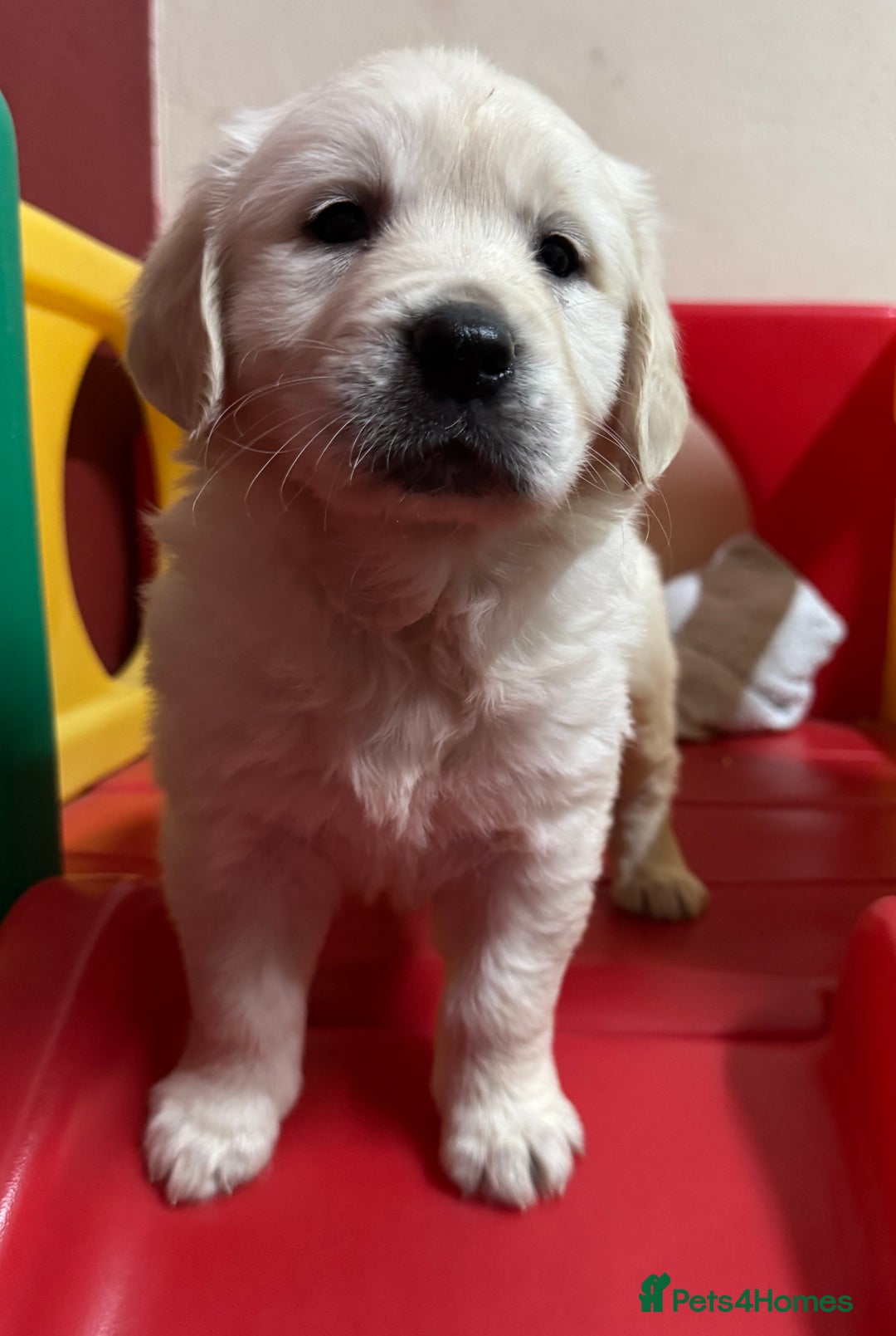 Golden Retriever dogs for sale: Extensively Health Tested & Kids Best friends - Advert 5