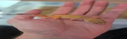 Leopard Gecko reptiles for sale: Female leopard geckos - Advert 8