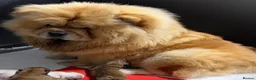 Chow Chow dogs for sale: 🧸Beautiful chow chow puppies 🧸 - Advert 11