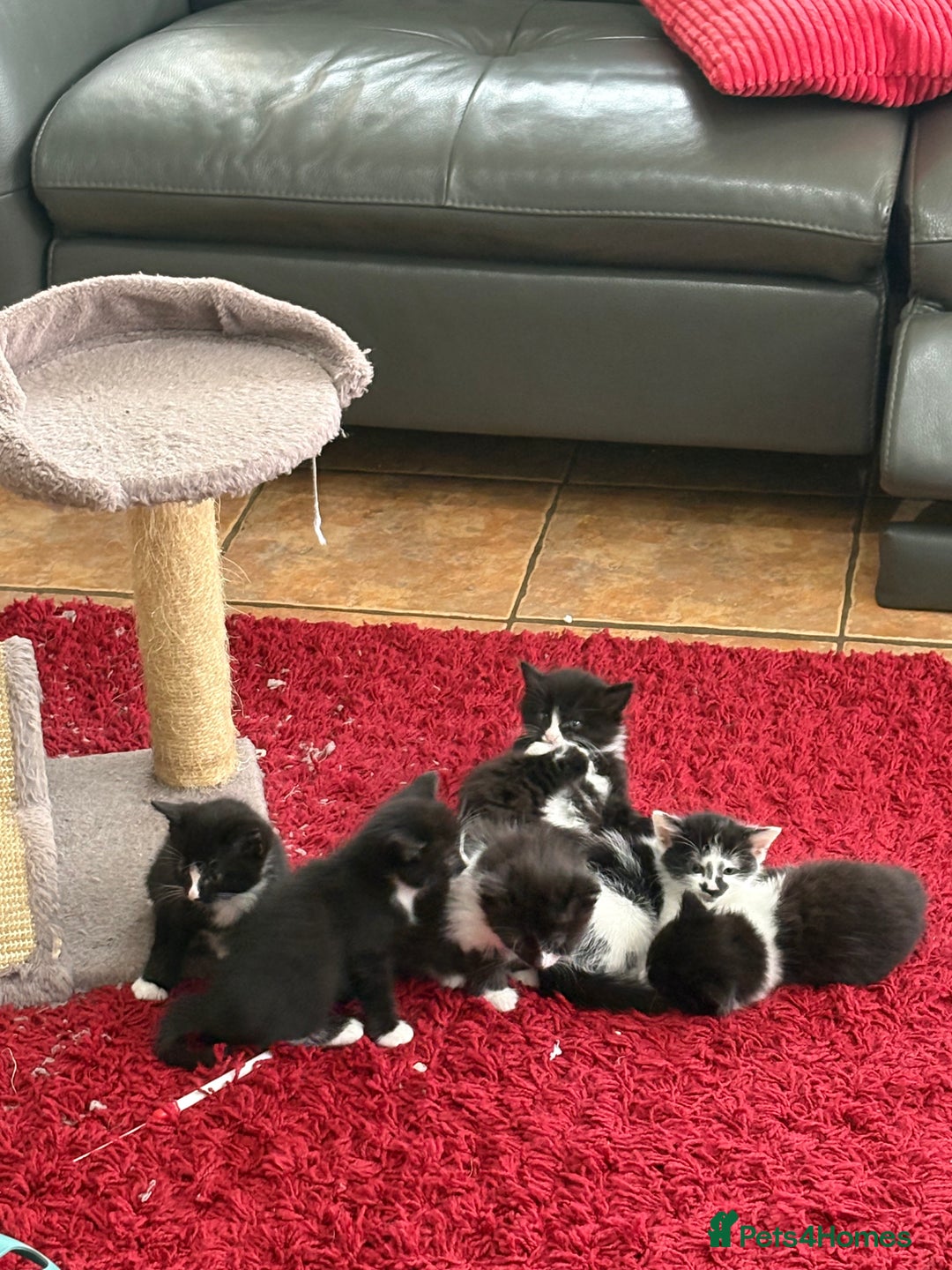 Mixed Breed cats for sale: Beautiful Black and White Kittens - Image 8