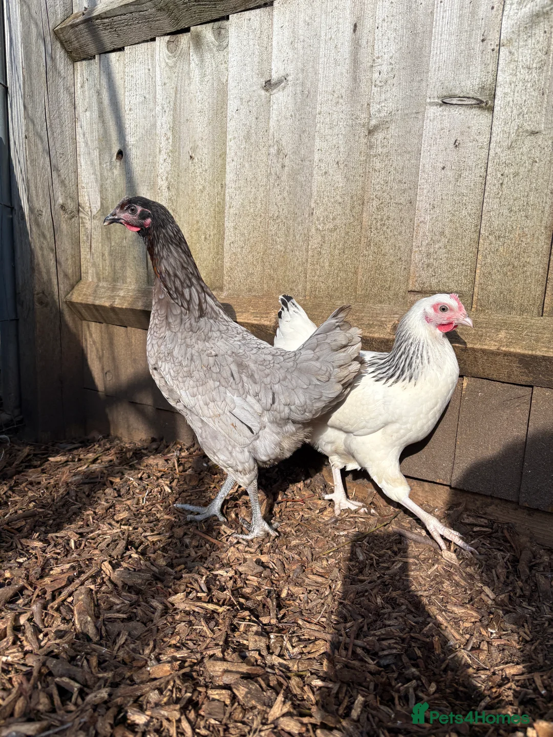 Chickens poultry for sale: Point Of Lay Hens - multiple breeds available  - Advert 6