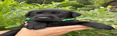 Labrador Retriever 3 - Green collar