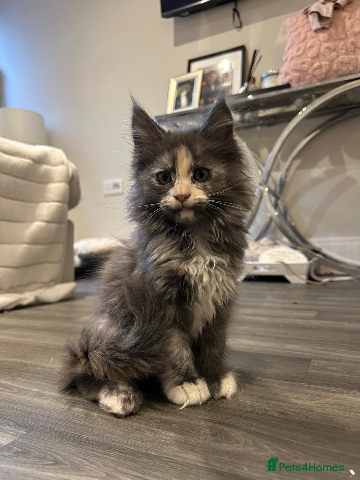 Maine Coon cats Rare stunning tri blue torti main coon kittens - Advert 13