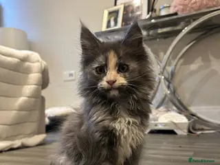 Maine Coon cats Rare stunning tri blue torti main coon kittens - Advert 13