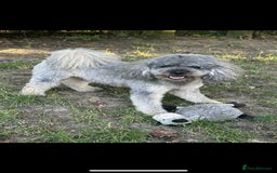 Miniature Poodle dogs for stud: Sable miniature poodle scotland in Aberdeen - Image 3
