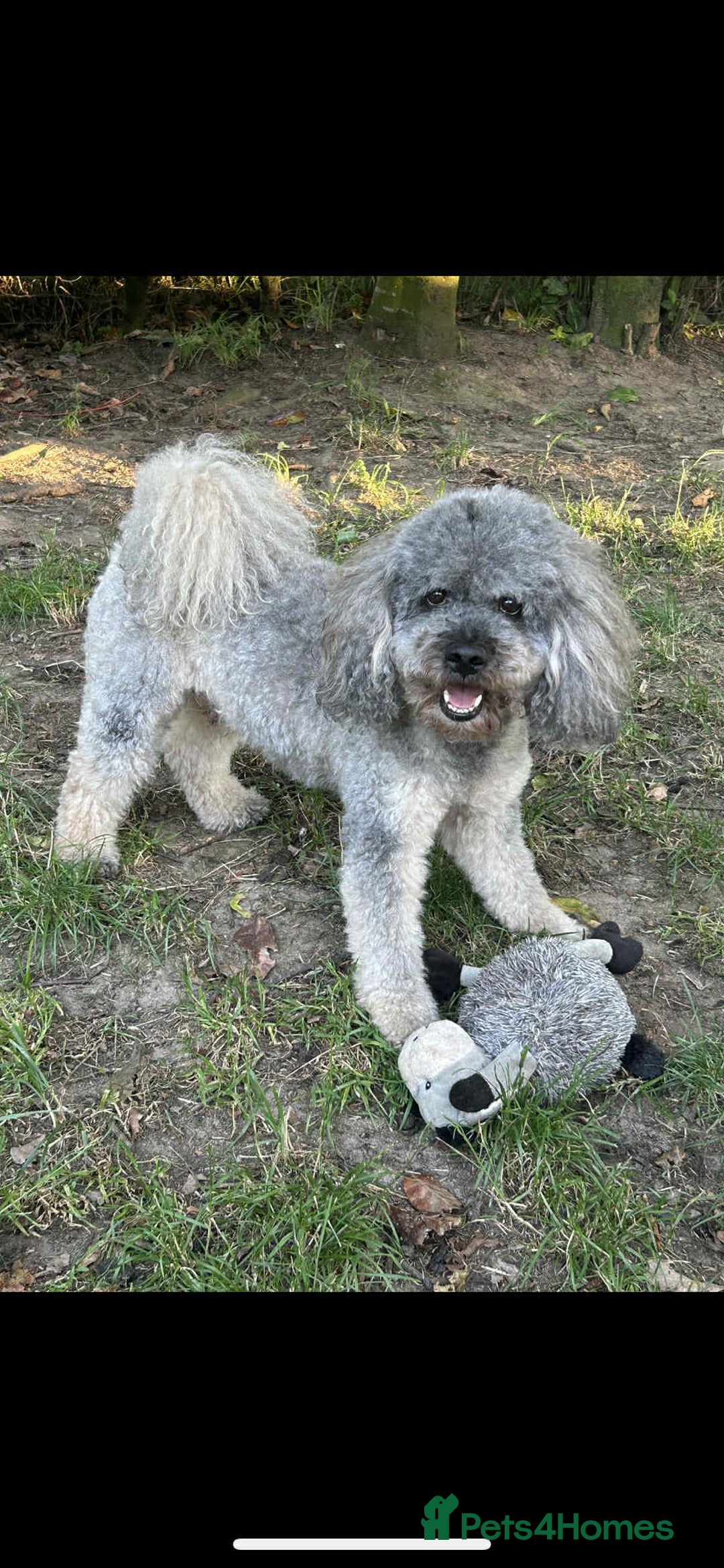Miniature Poodle dogs for stud: Sable miniature poodle scotland in Aberdeen - Image 3