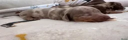 Dachshund dogs for sale: Boys boys boys 💙💙💙💙 - Advert 4