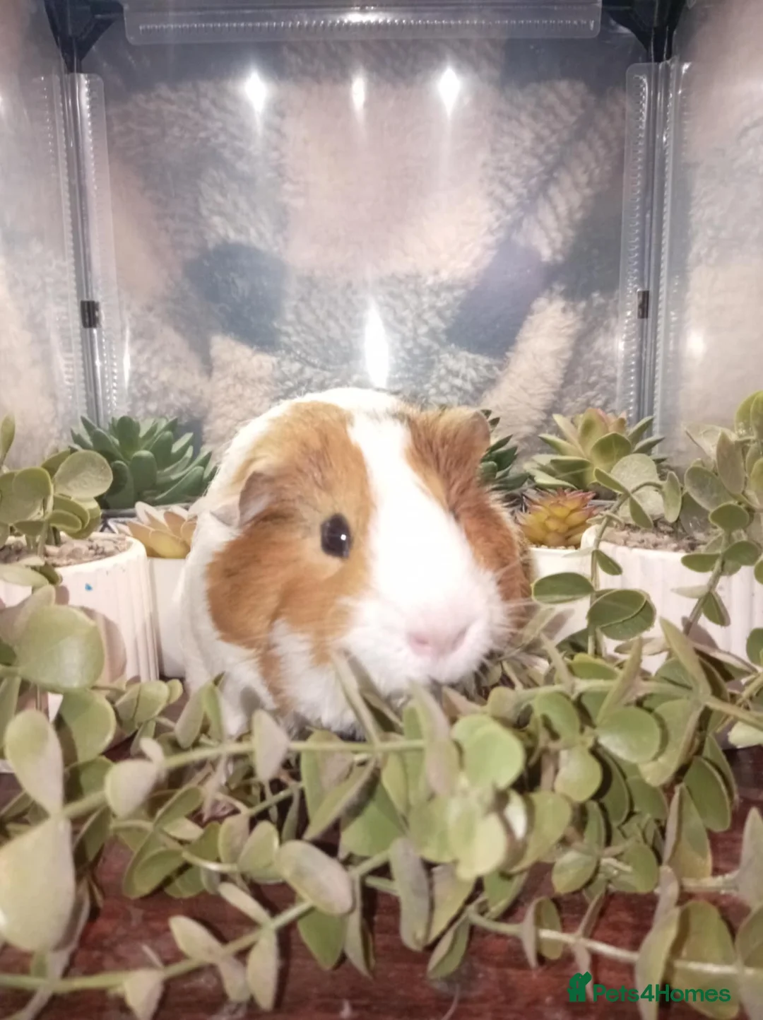 Guinea Pig rodents for sale: 2 bonded male guinea pigs  - Advert 2