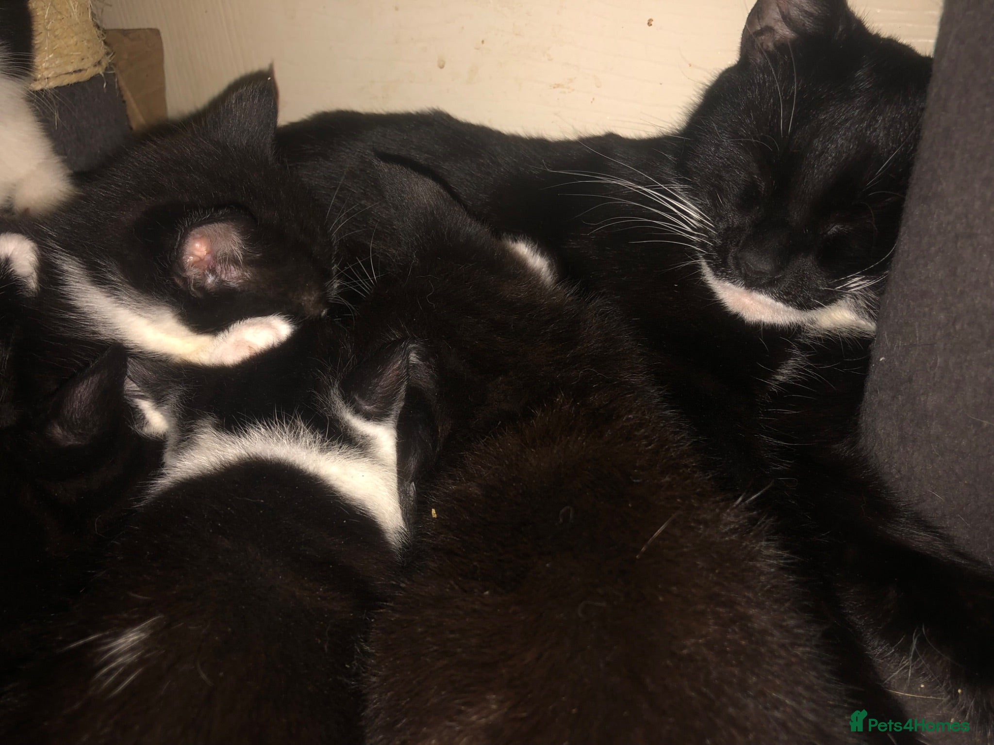 Mixed Breed cats Tuxedo kittens  - Advert 10