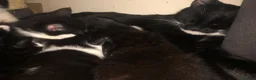 Mixed Breed cats for sale: Tuxedo kittens  - Advert 1
