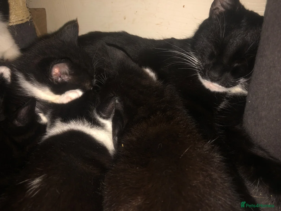 Mixed Breed cats for sale: Tuxedo kittens  - Advert 1