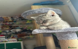 British Shorthair cats for sale: British Shorthair Male blue kitten.  - Image 9