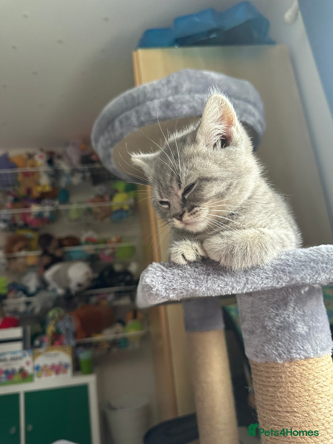 British Shorthair cats for sale: British Shorthair Male blue kitten.  - Image 9
