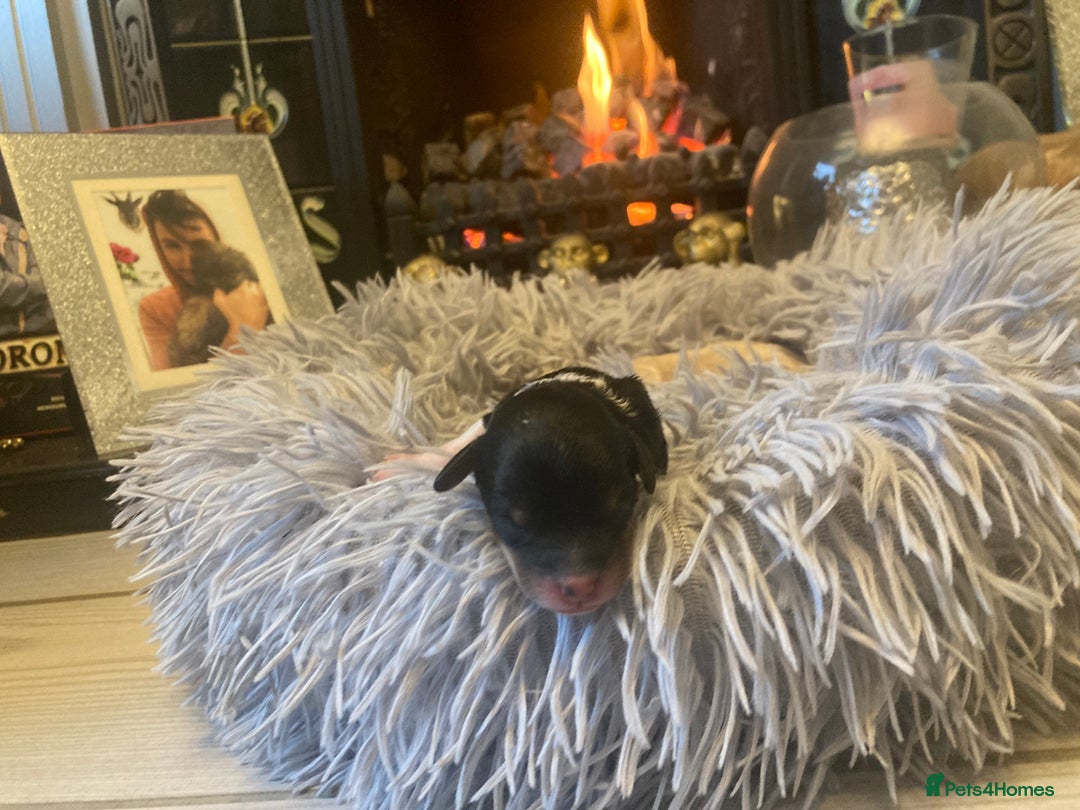 Shihpoo dogs for sale: Read the advert 5 star rated Toy shihpoo puppies - Image 22