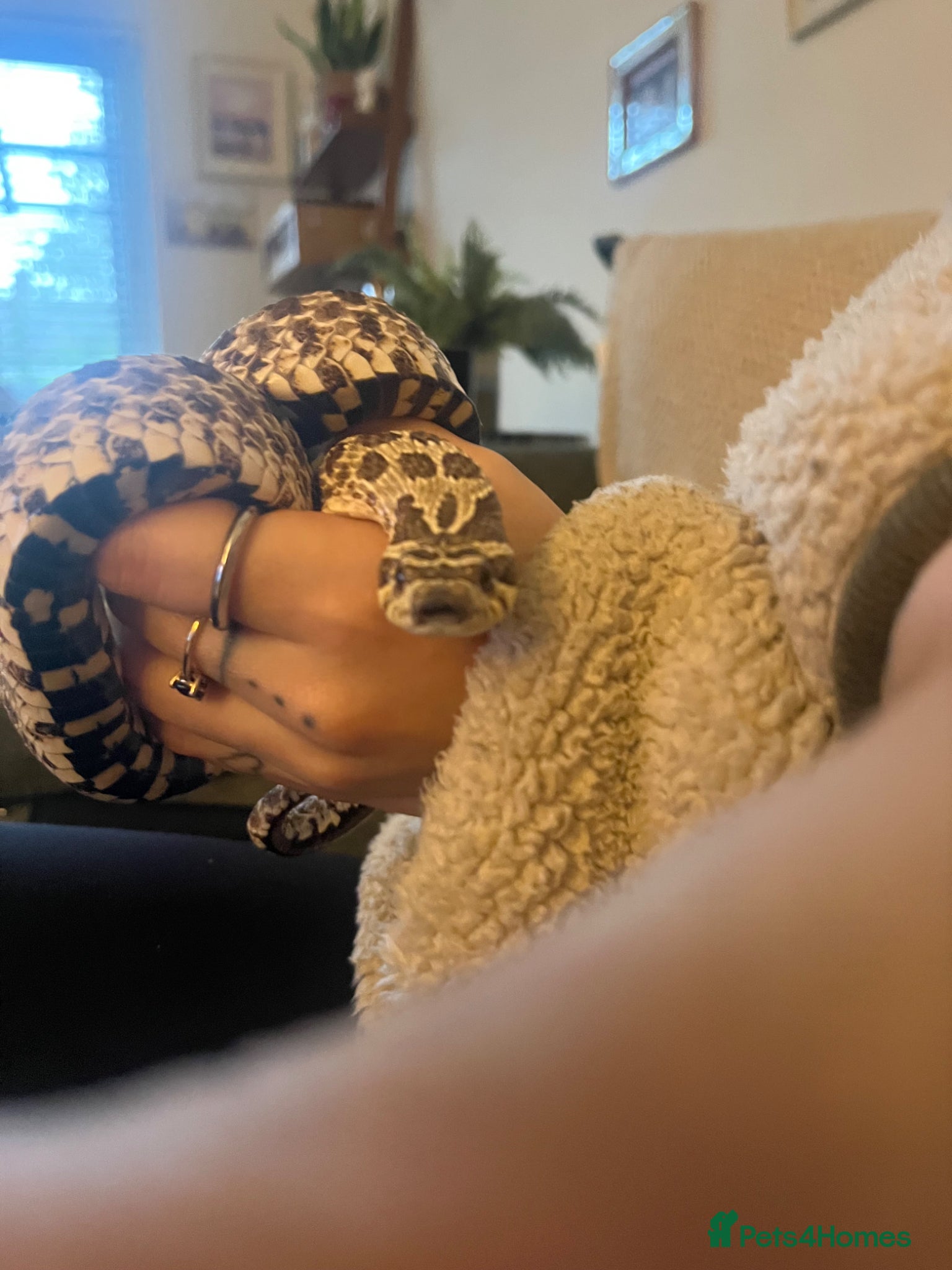 Corn Snake reptiles Female Western Hognose - Advert 20