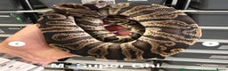 Python Snake reptiles for sale: Stunning Royal Pythons for sale  - Advert 5