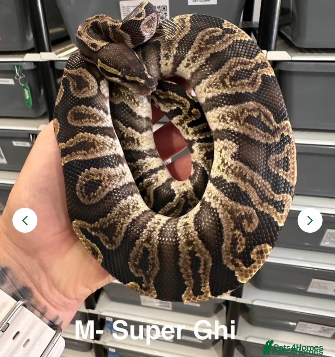 Python Snake reptiles for sale: Stunning Royal Pythons for sale  - Advert 5