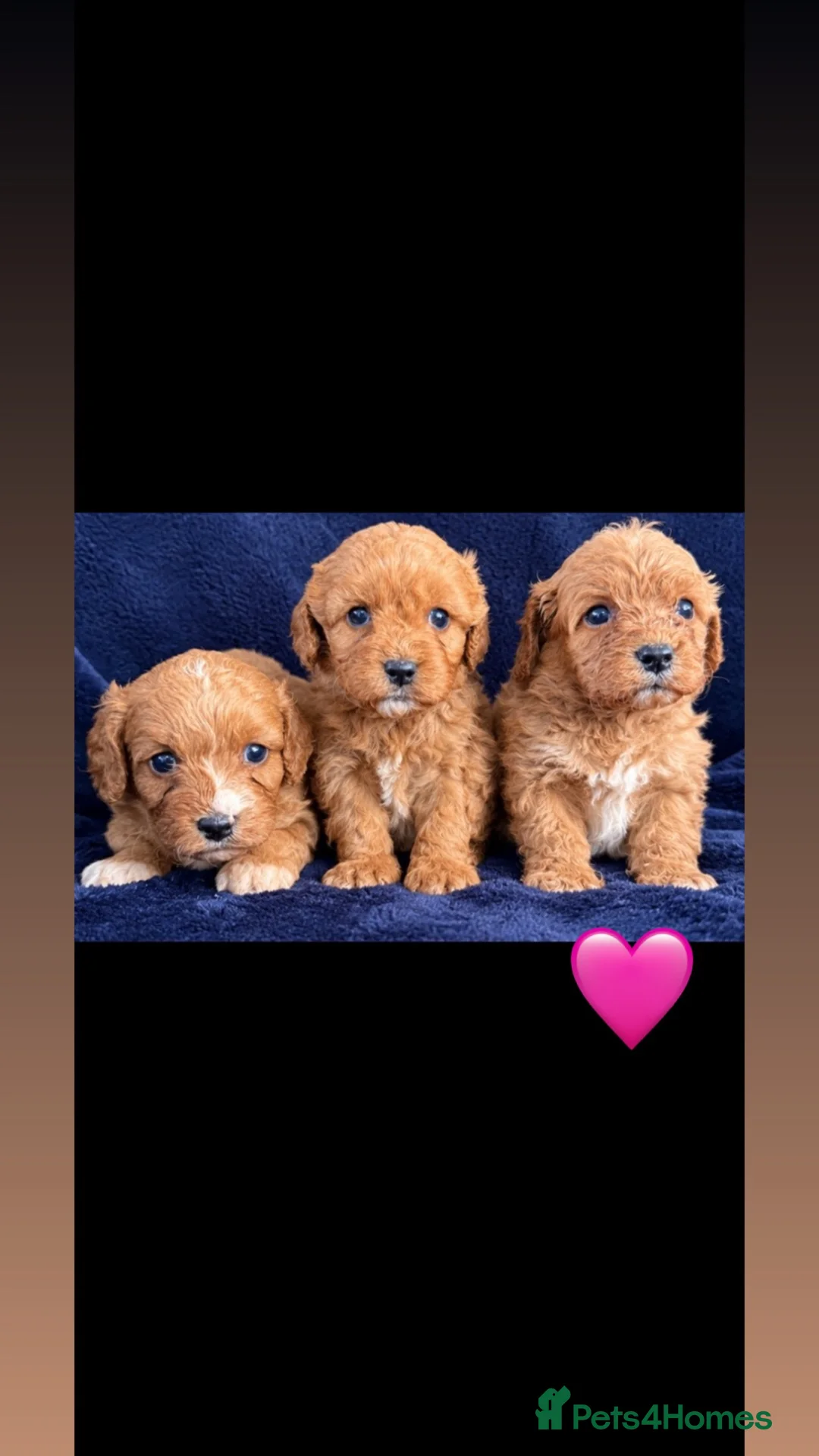 Cavapoo dogs for sale: F1 cavarpoos in Southampton - Advert 2