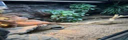 Bearded Dragon reptiles for sale: bearded dragon with all accessories  - Advert 6