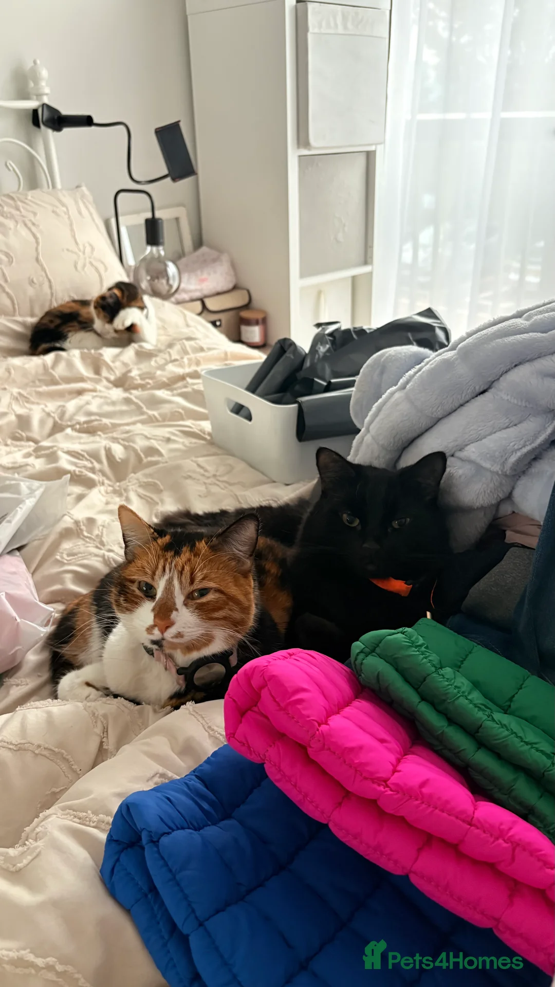 Mixed Breed cats for sale: Mochi Kimchi & Miso - Advert 18