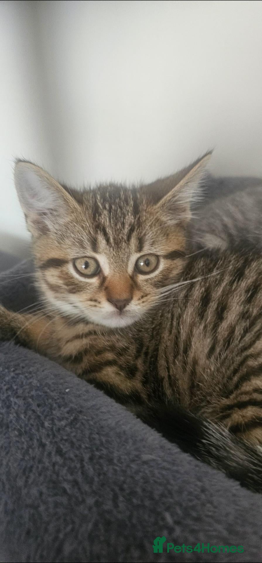 Mixed Breed cats 3 boys dorm sale - Advert 15