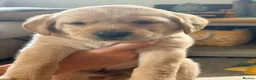 Labrador Retriever dogs for sale: Golden Labrador puppies - Advert 8