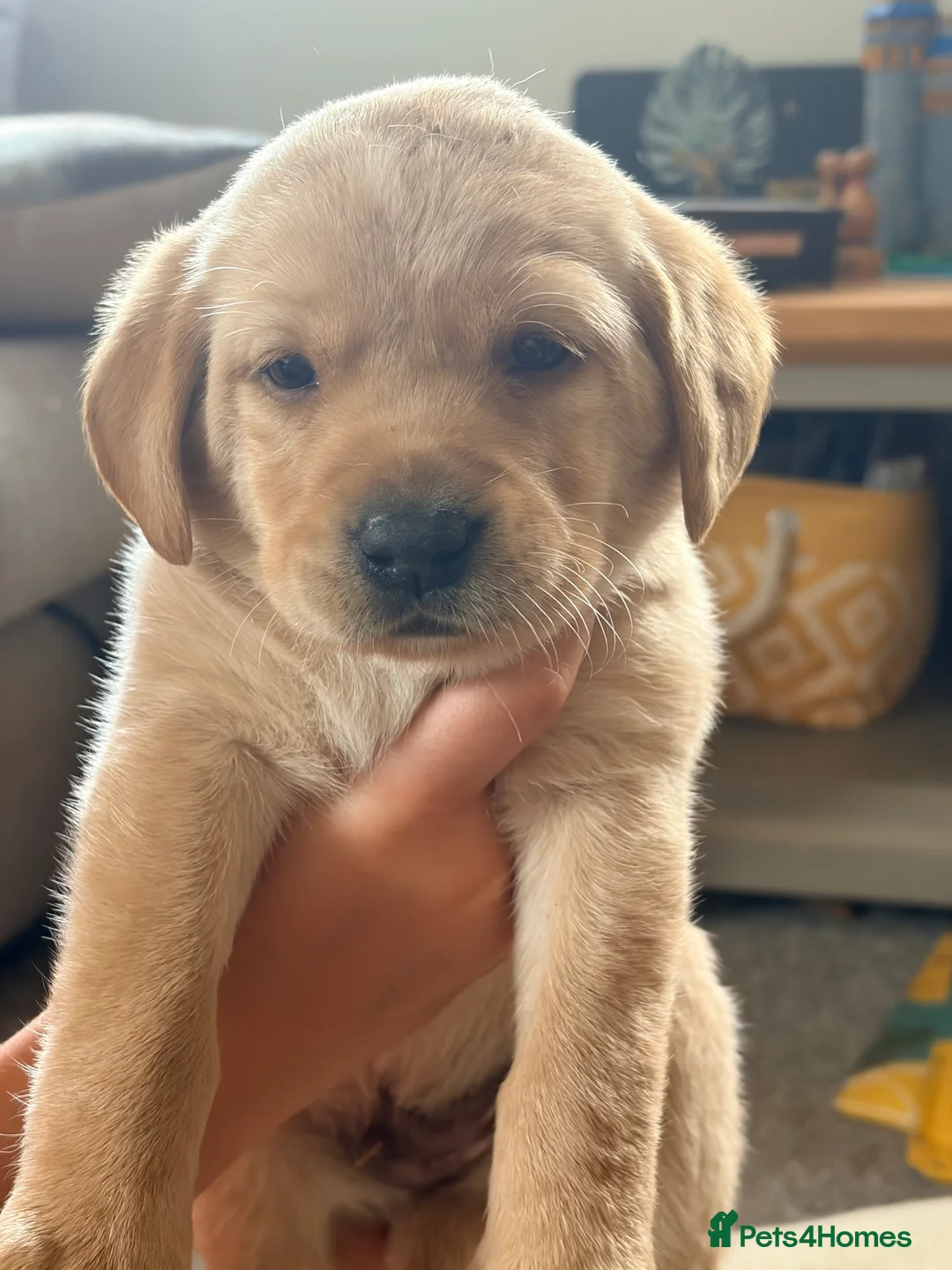 Labrador Retriever dogs for sale: Golden Labrador puppies - Advert 8