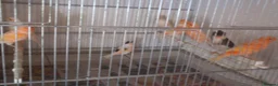 Canaries birds for sale: Portuguese Harlequin Canaries - Advert 1
