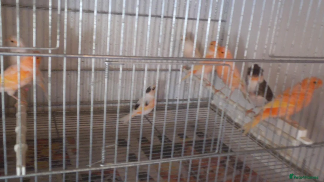 Canaries birds for sale: Portuguese Harlequin Canaries - Advert 1