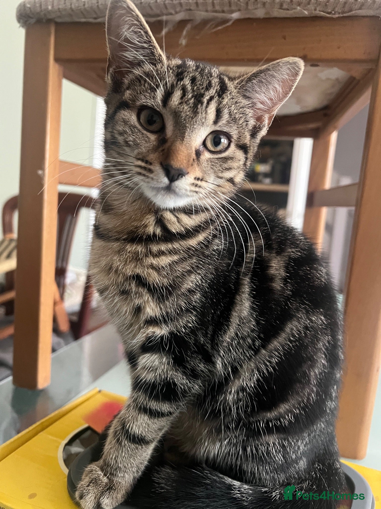 Mixed Breed cats Free female kitten 4 months old - Advert 2