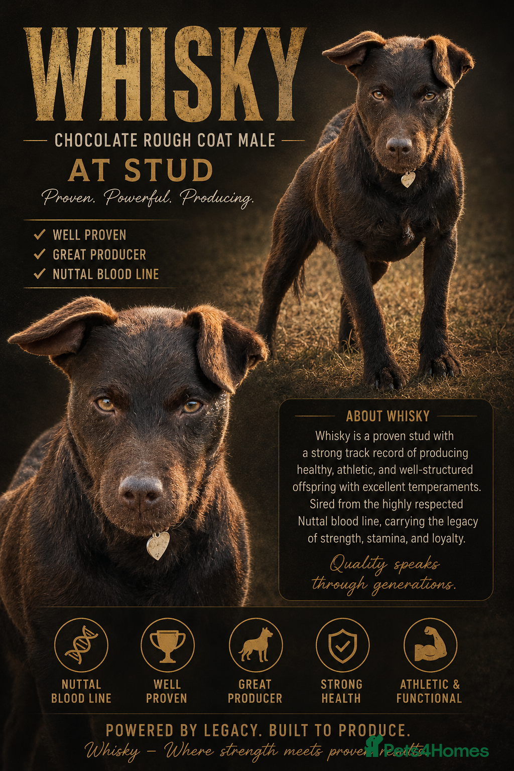 Patterdale Terrier dogs Rough coat proven male  - Advert 2