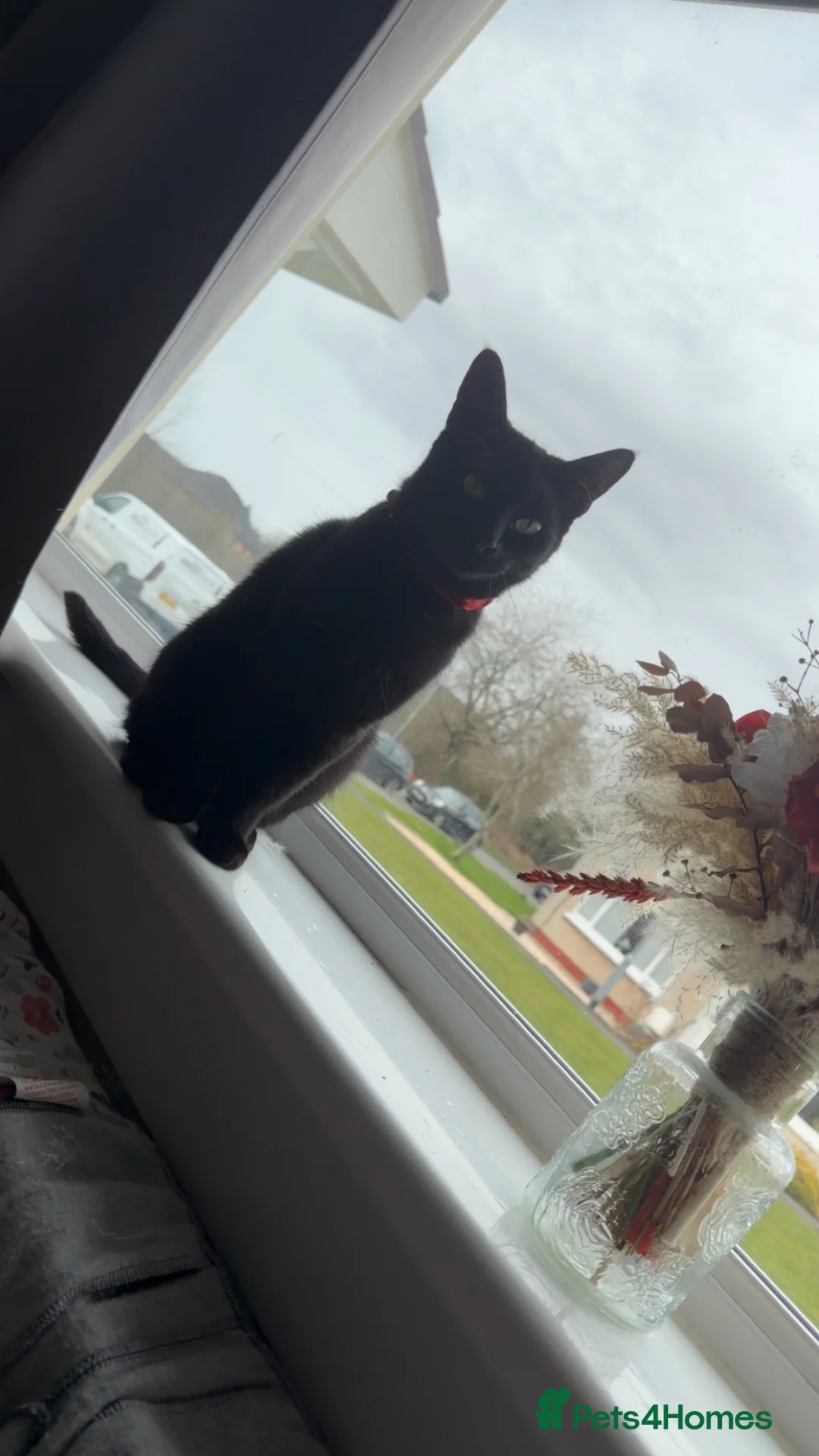 British Shorthair cats for sale: Gorgeous girl  in Motherwell - Advert 6