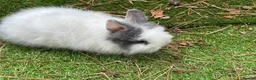 Lionhead rabbits for sale: Double main lionhead baby rabbits  in Cannock - Advert 7