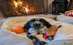 Cocker Spaniel dogs for sale: Stunning KC Show Cocker Spaniels - Image 19