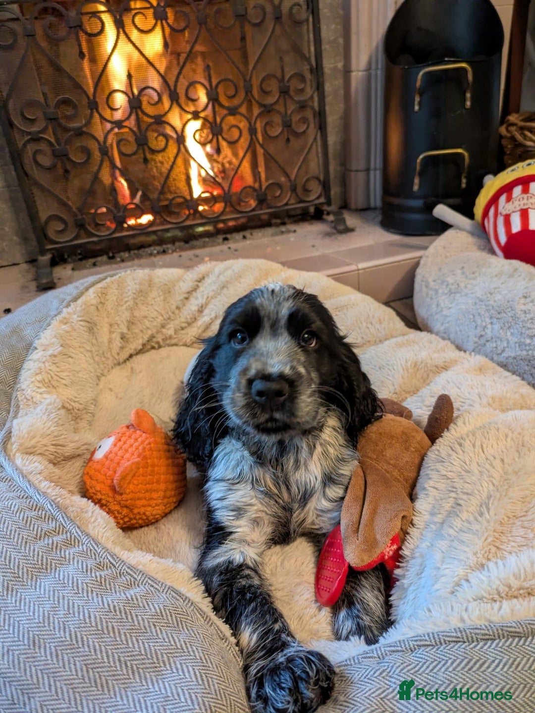 Cocker Spaniel dogs for sale: Stunning KC Show Cocker Spaniels - Image 19