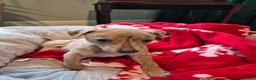 Whippet dogs for sale: Last Blue Brindle Boy - KC Registered-Champion🏆   - Advert 2