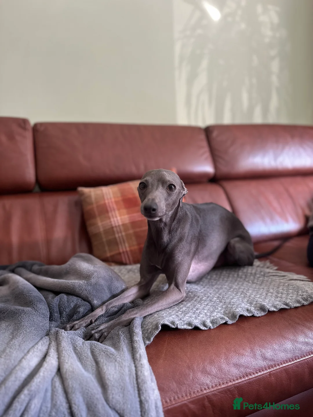 Italian Greyhound dogs for sale: 4-years-old boy is looking for a new home - Advert 3
