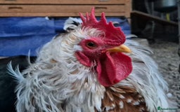 Chickens poultry for sale: Peking bantams and Polish bantams  - Image 13