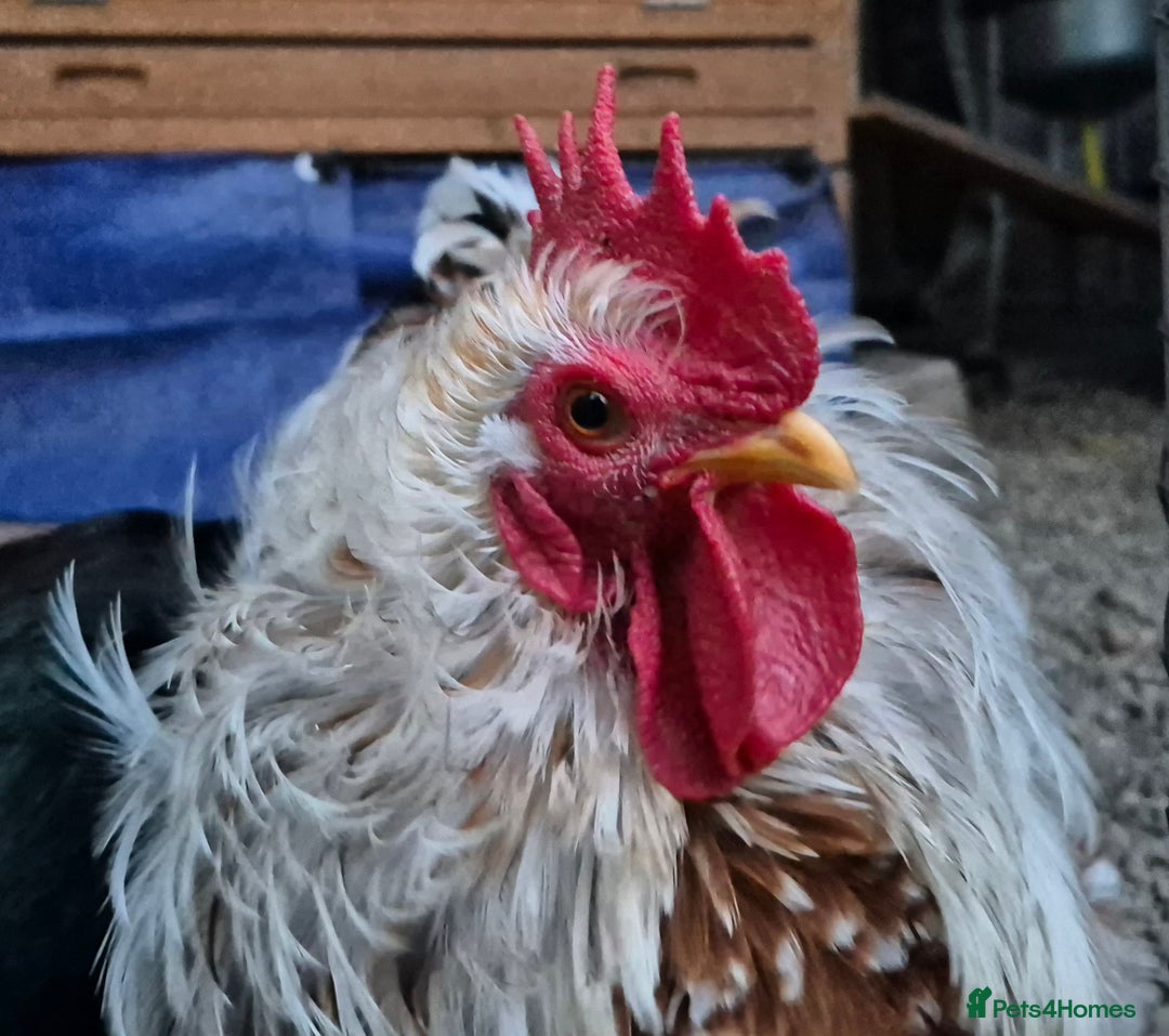 Chickens poultry for sale: Peking bantams and Polish bantams  - Image 13