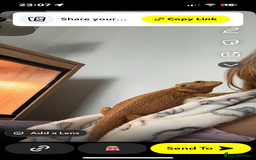 Bearded Dragon reptiles for sale: bearded dragon with whole setup:) - Image 4