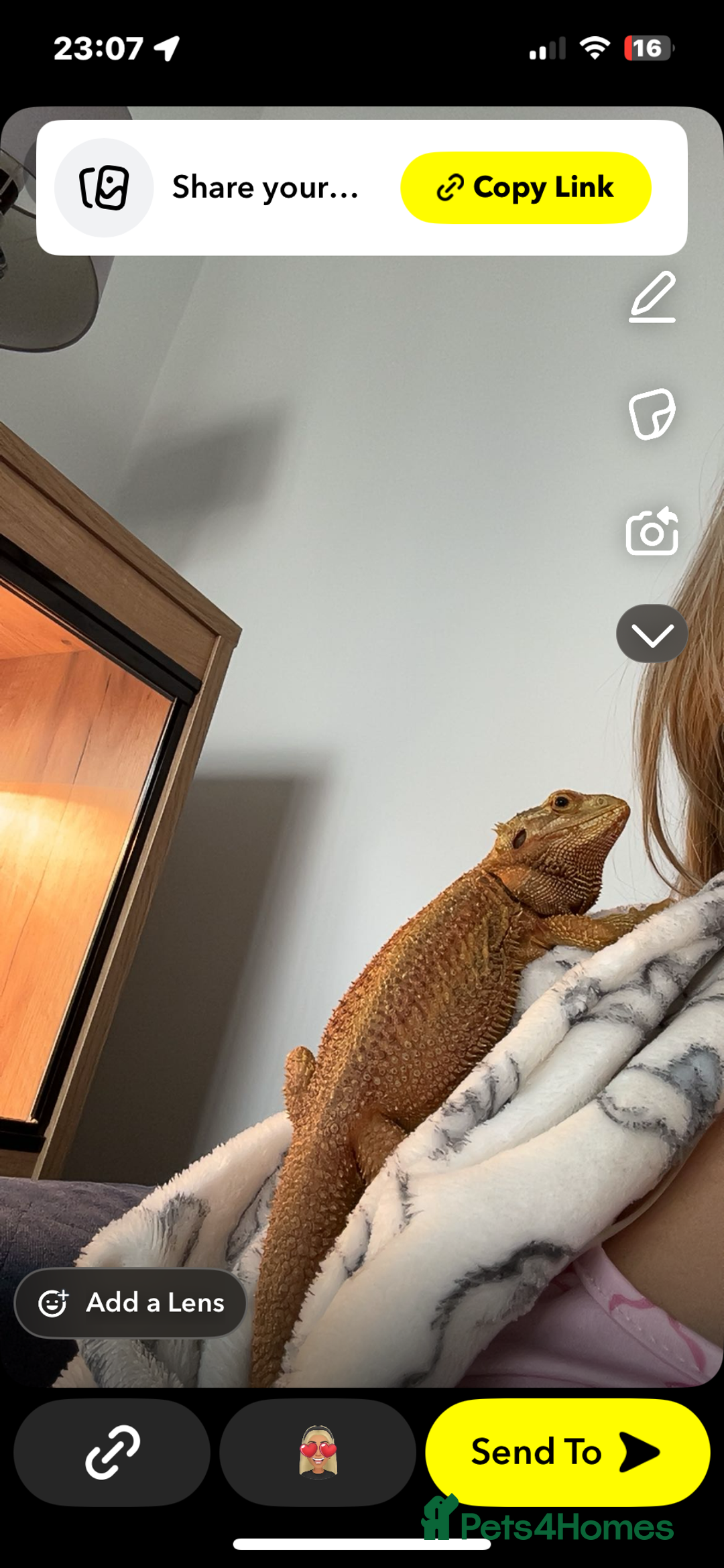 Bearded Dragon reptiles for sale: bearded dragon with whole setup:) - Image 4