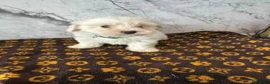 Coton De Tulear Puppy 2