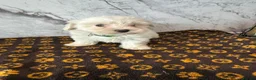 Coton De Tulear dogs for sale: Coton du tulear pups - Advert 10