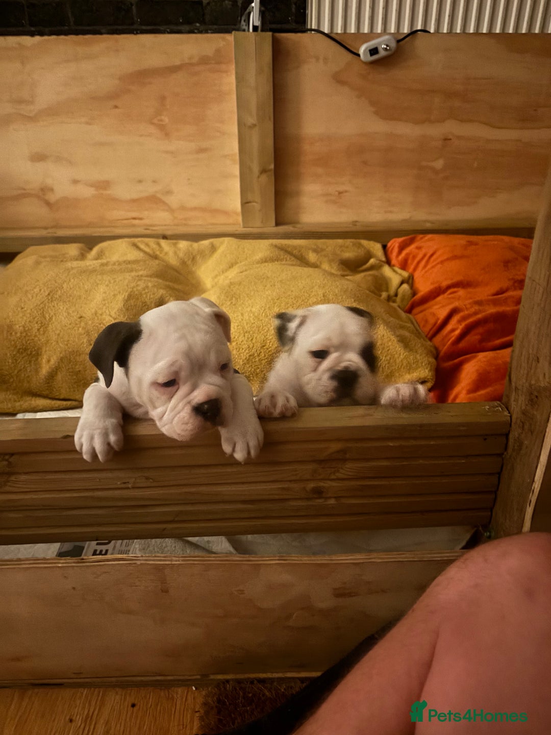 Olde English Bulldogge dogs for sale: Last 2 baby girls left  - Image 18