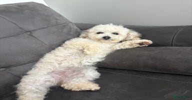 Poochon dogs - Advert 2