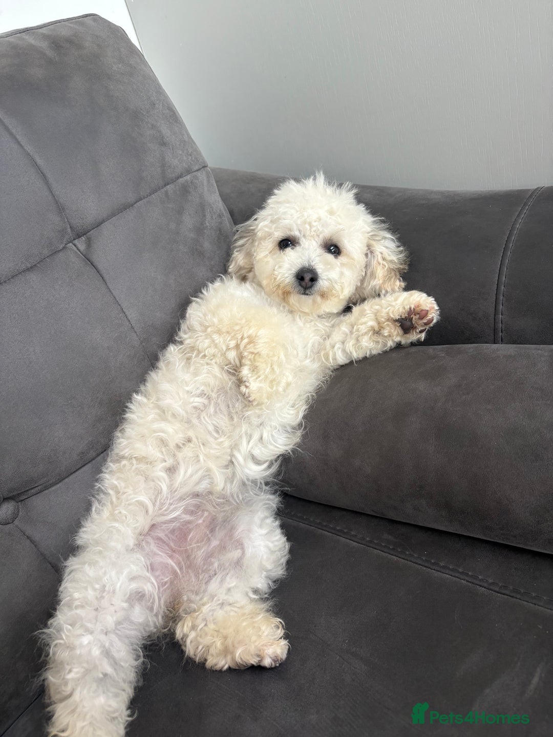 Poochon dogs for sale: Poochon looking for new home  - Image 2