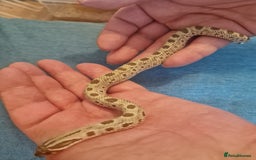 Snake reptiles for sale: CB 2025 Western Hognose snakes - Image 7