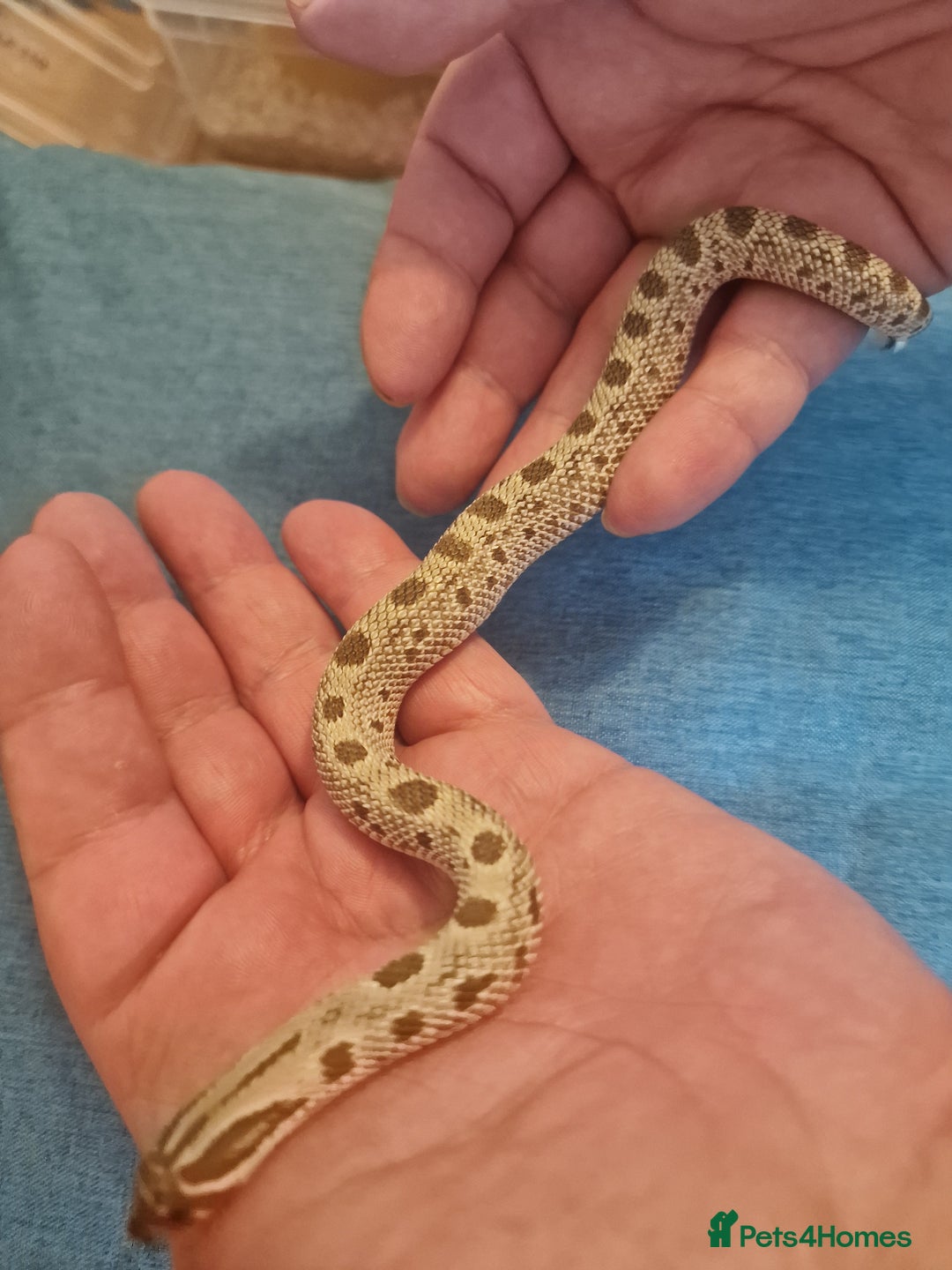 Snake reptiles for sale: CB 2025 Western Hognose snakes - Image 7